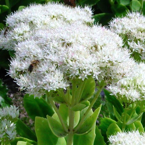 Sedum spectabile 'Iceberg' - Kaunis kukehari 'Iceberg' P9/0,55L